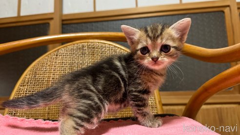 成約済の鹿児島県のスコティッシュストレート-86644の3枚目