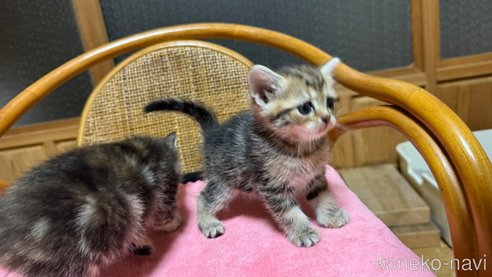 成約済の鹿児島県のスコティッシュストレート-86644の4枚目