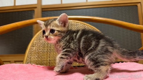 成約済の鹿児島県のスコティッシュストレート-86644の5枚目
