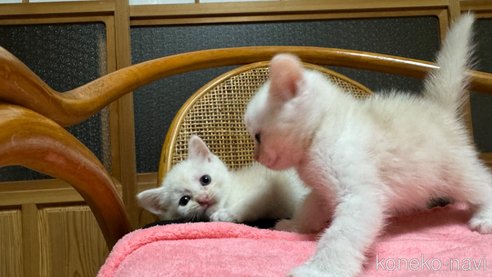 成約済の鹿児島県のスコティッシュフォールド-85845の3枚目