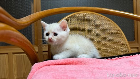 成約済の鹿児島県のスコティッシュフォールド-85845の6枚目