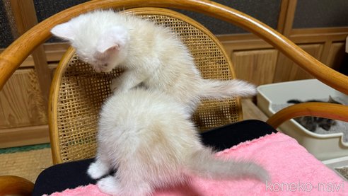 成約済の鹿児島県のスコティッシュフォールド-85845の5枚目
