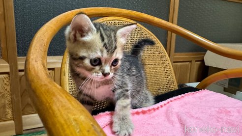 成約済の鹿児島県のスコティッシュストレート-86645の4枚目