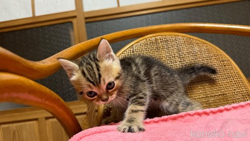 成約済の鹿児島県のスコティッシュストレート-86645の6枚目