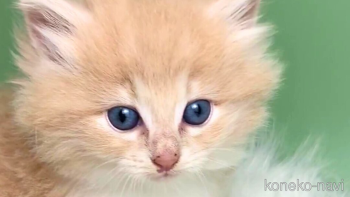 成約済の神奈川県のノルウェージャンフォレストキャット-86648の1枚目