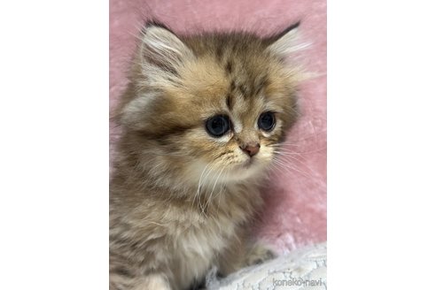 成約済の千葉県のペルシャ(チンチラ)-86666の5枚目