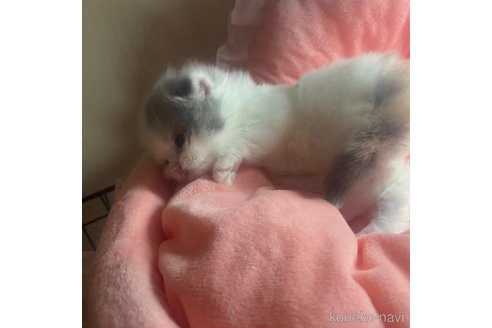 成約済の愛知県のミヌエット-86674の7枚目