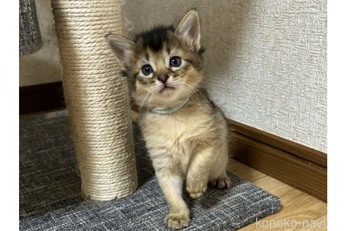 成約済の千葉県のソマリ-86314の4枚目