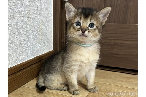 成約済の千葉県のソマリ-86314の3枚目