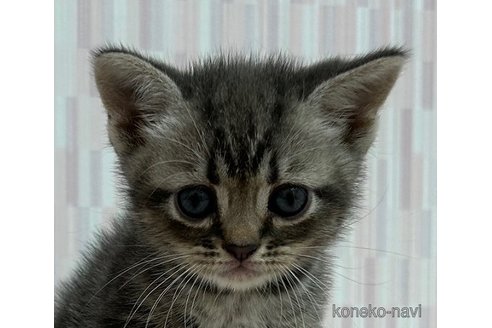 成約済の千葉県のアメリカンショートヘア-86071の1枚目
