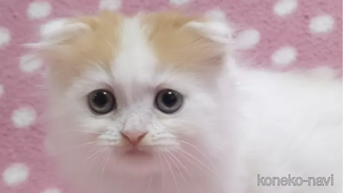 成約済の愛知県のスコティッシュフォールド(折れ耳)-86733