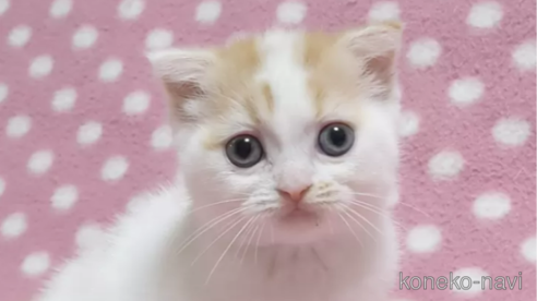 成約済の愛知県のスコティッシュフォールド(折れ耳)-86734