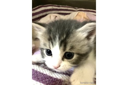 成約済の三重県のスコティッシュフォールド-86745の2枚目