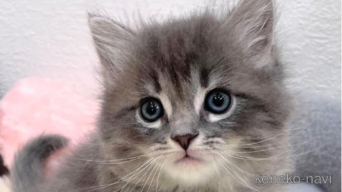 成約済の埼玉県のサイベリアン-82556の1枚目