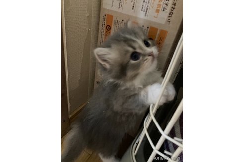 成約済の三重県のスコティッシュフォールド-86748の13枚目