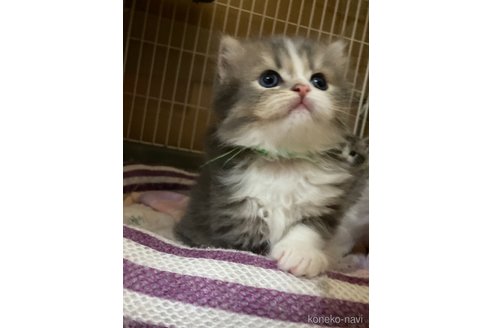 成約済の三重県のスコティッシュフォールド-86748の4枚目