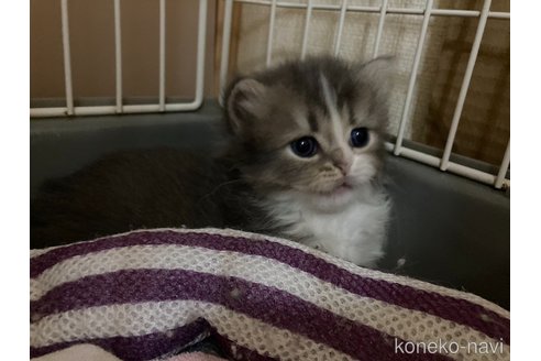成約済の三重県のスコティッシュフォールド-86748の11枚目