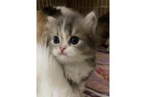 成約済の三重県のスコティッシュフォールド-86748の7枚目