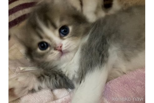 成約済の三重県のスコティッシュフォールド-86748の12枚目
