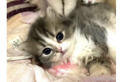 成約済の三重県のスコティッシュフォールド-86748の3枚目