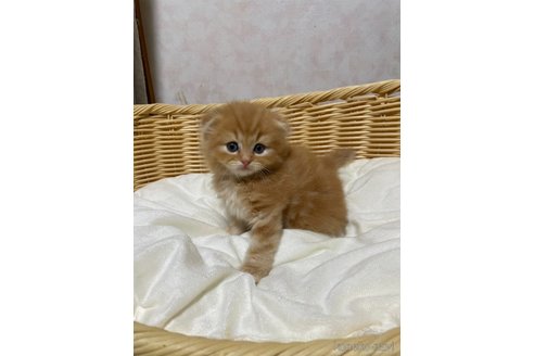 成約済の福岡県のスコティッシュフォールド(折れ耳)-86757の6枚目