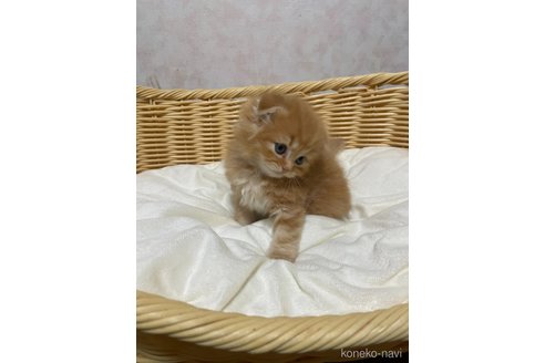 成約済の福岡県のスコティッシュフォールド(折れ耳)-86757の3枚目