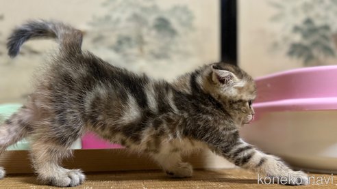 成約済の鹿児島県のスコティッシュフォールド(折れ耳)-85846の7枚目