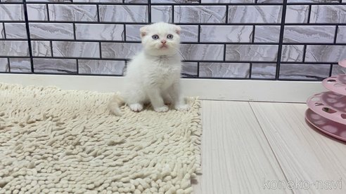 成約済の福岡県のマンチカン-86783の3枚目