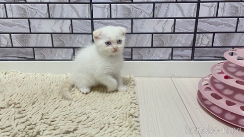 成約済の福岡県のマンチカン-86783の4枚目
