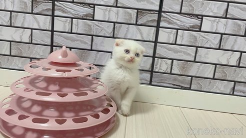 成約済の福岡県のマンチカン-86783の5枚目