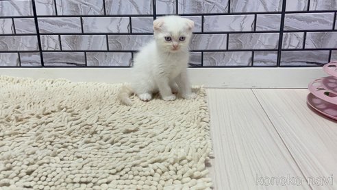 成約済の福岡県のマンチカン-86783の2枚目