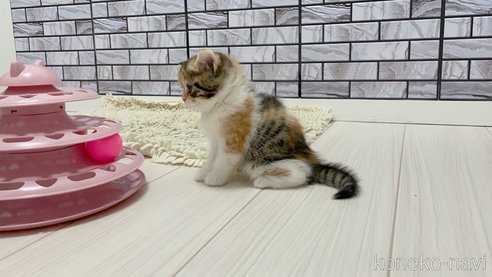 成約済の福岡県のマンチカン-86784の4枚目