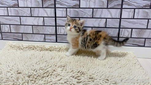 成約済の福岡県のマンチカン-86784の5枚目
