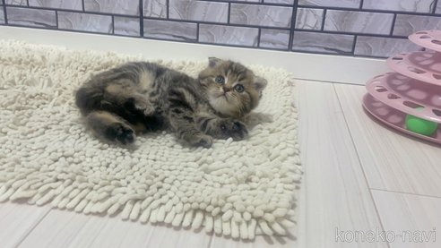 成約済の福岡県のマンチカン-86785の4枚目