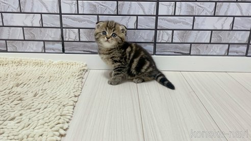 成約済の福岡県のマンチカン-86785の3枚目
