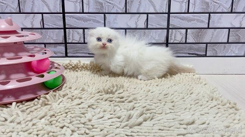 成約済の福岡県のマンチカン(短足)-86787の5枚目