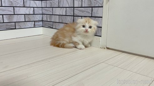 成約済の福岡県のマンチカン(短足)-86788の5枚目