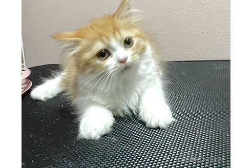 成約済の群馬県のミヌエット-82736の6枚目