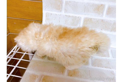 成約済の東京都のミヌエット-86869の3枚目