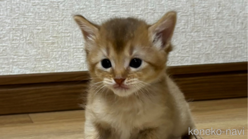 成約済の千葉県のソマリ-86899の1枚目