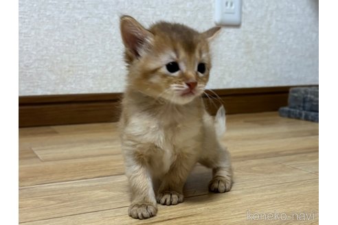 成約済の千葉県のソマリ-86899の5枚目