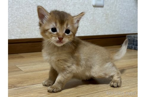 成約済の千葉県のソマリ-86899の4枚目