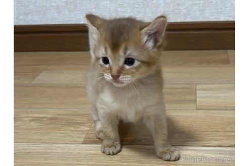 成約済の千葉県のソマリ-86899の3枚目