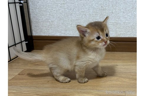 成約済の千葉県のソマリ-86899の2枚目