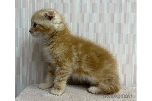 成約済の千葉県のスコティッシュフォールド(折れ耳)-86900の3枚目