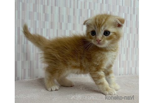 成約済の千葉県のスコティッシュフォールド(折れ耳)-86900の2枚目