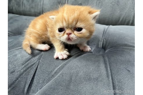 成約済の鹿児島県のエキゾチックショートヘア-86901の2枚目