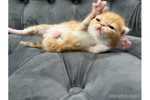 成約済の鹿児島県のエキゾチックショートヘア-86901の3枚目
