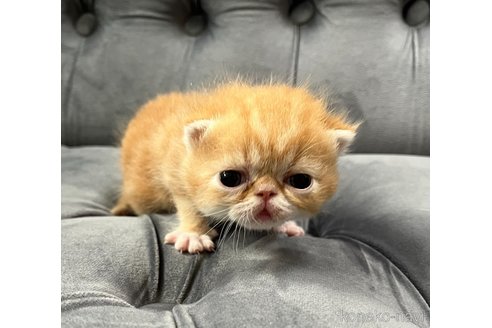 成約済の鹿児島県のエキゾチックショートヘア-86901の4枚目