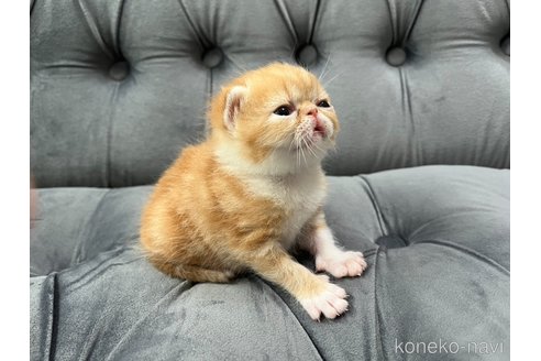 成約済の鹿児島県のエキゾチックショートヘア-86901の5枚目